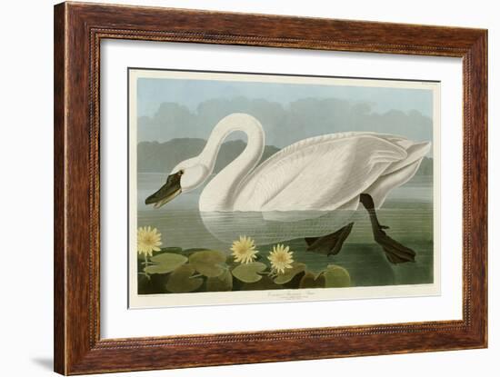 Common American Swan-John James Audubon-Framed Giclee Print