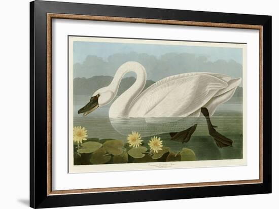 Common American Swan-John James Audubon-Framed Giclee Print