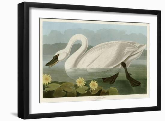 Common American Swan-John James Audubon-Framed Giclee Print