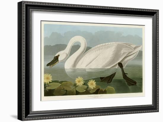 Common American Swan-John James Audubon-Framed Giclee Print