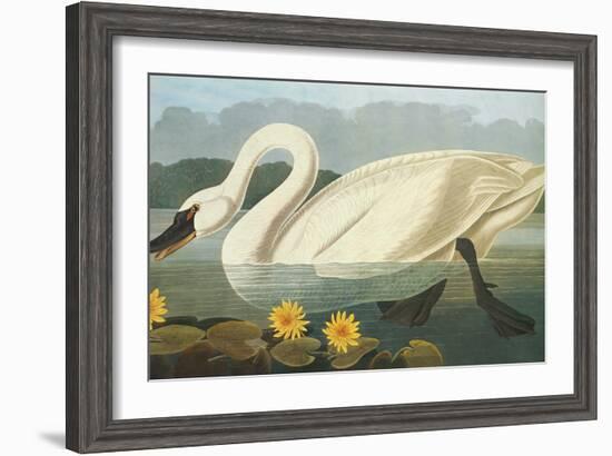 Common American Swan-John James Audubon-Framed Art Print