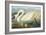 Common American Swan-John James Audubon-Framed Art Print