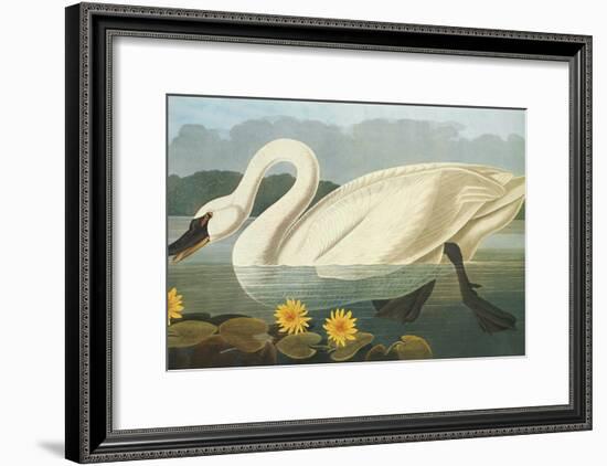 Common American Swan-John James Audubon-Framed Art Print