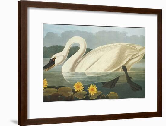 Common American Swan-John James Audubon-Framed Art Print