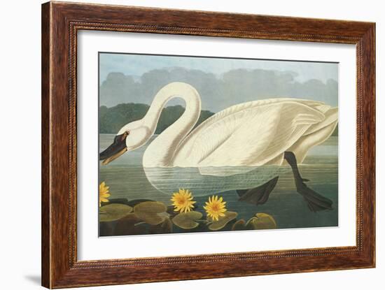 Common American Swan-John James Audubon-Framed Art Print