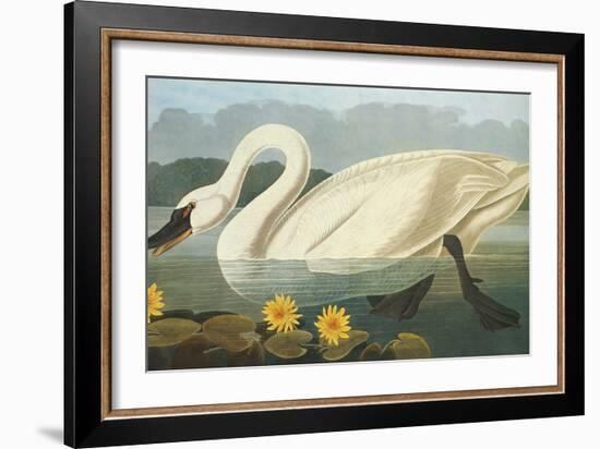 Common American Swan-John James Audubon-Framed Art Print