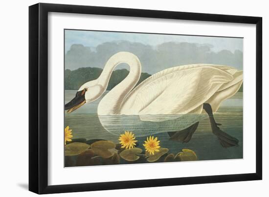 Common American Swan-John James Audubon-Framed Art Print