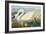 Common American Swan-John James Audubon-Framed Art Print