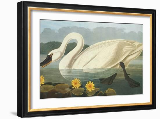 Common American Swan-John James Audubon-Framed Art Print