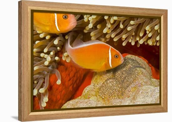 Common anemonefish with eggs in Magnificent sea anemone Yap, Micronesia-David Fleetham-Framed Premier Image Canvas