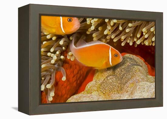 Common anemonefish with eggs in Magnificent sea anemone Yap, Micronesia-David Fleetham-Framed Premier Image Canvas