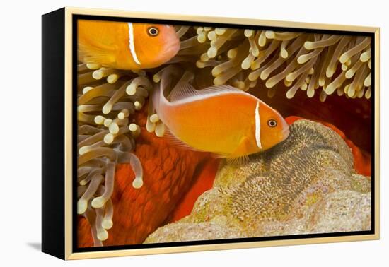 Common anemonefish with eggs in Magnificent sea anemone Yap, Micronesia-David Fleetham-Framed Premier Image Canvas