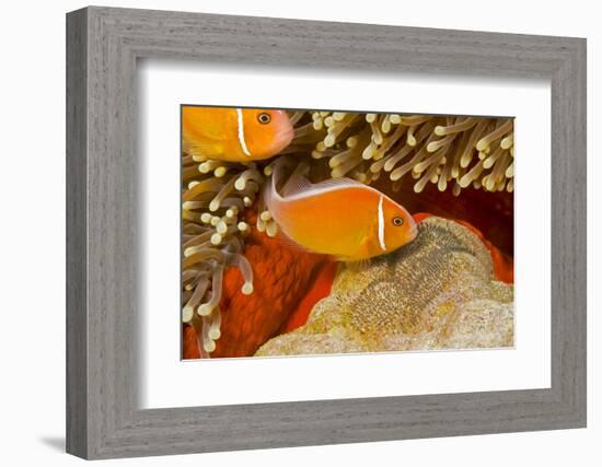 Common anemonefish with eggs in Magnificent sea anemone Yap, Micronesia-David Fleetham-Framed Photographic Print