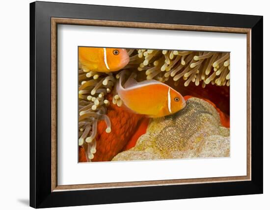 Common anemonefish with eggs in Magnificent sea anemone Yap, Micronesia-David Fleetham-Framed Photographic Print