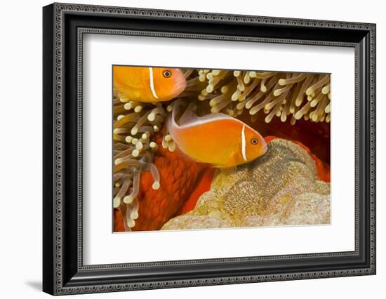 Common anemonefish with eggs in Magnificent sea anemone Yap, Micronesia-David Fleetham-Framed Photographic Print