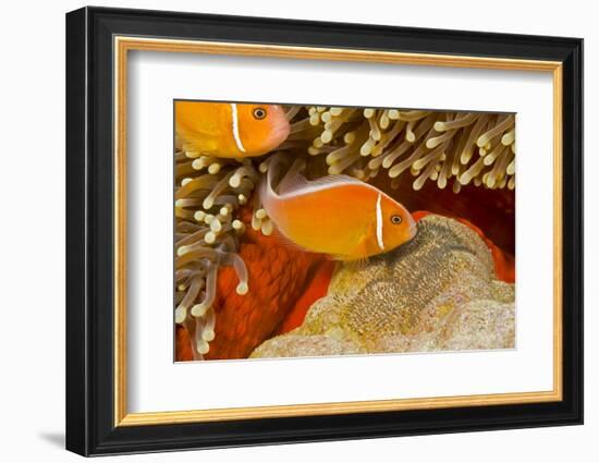 Common anemonefish with eggs in Magnificent sea anemone Yap, Micronesia-David Fleetham-Framed Photographic Print