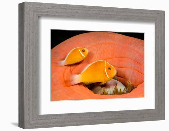 Common anemonefish with host anemone, Yap, Micronesia-David Fleetham-Framed Photographic Print