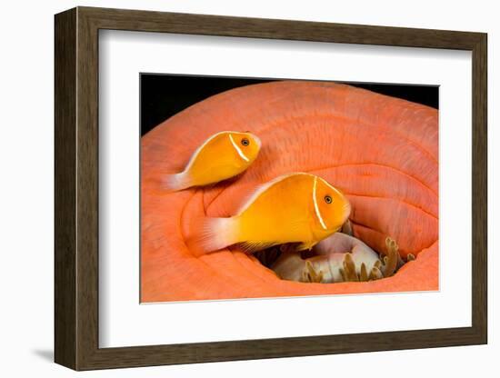 Common anemonefish with host anemone, Yap, Micronesia-David Fleetham-Framed Photographic Print