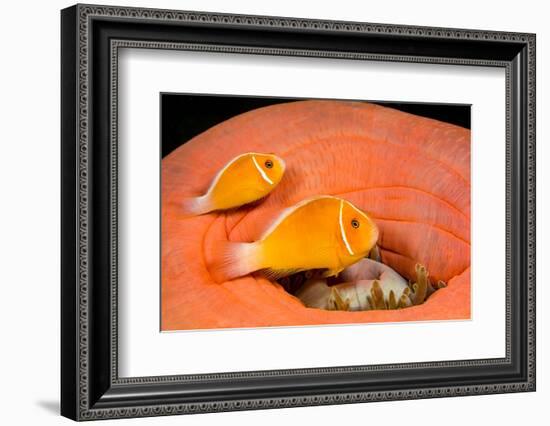 Common anemonefish with host anemone, Yap, Micronesia-David Fleetham-Framed Photographic Print