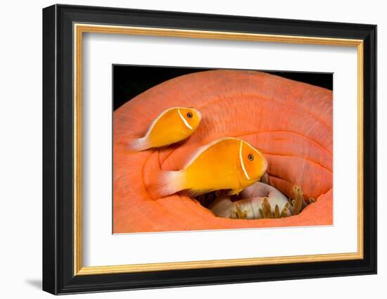Common anemonefish with host anemone, Yap, Micronesia-David Fleetham-Framed Photographic Print