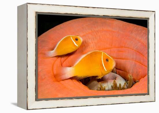 Common anemonefish with host anemone, Yap, Micronesia-David Fleetham-Framed Premier Image Canvas