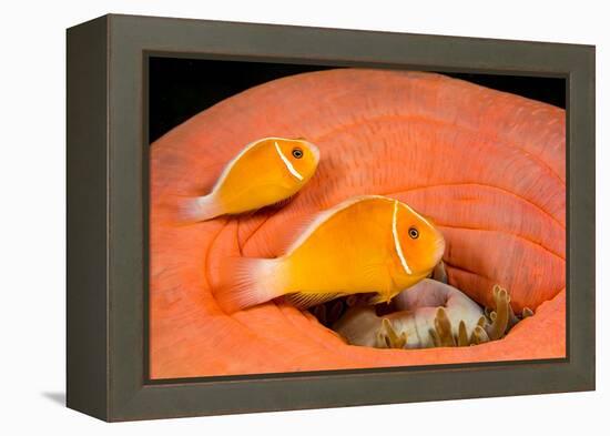 Common anemonefish with host anemone, Yap, Micronesia-David Fleetham-Framed Premier Image Canvas