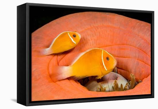 Common anemonefish with host anemone, Yap, Micronesia-David Fleetham-Framed Premier Image Canvas