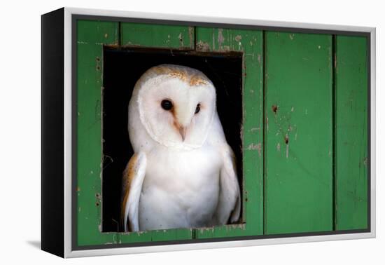 Common barn owl (Tyto alba) sitting in barn door, Yorkshire, England-Karen Deakin-Framed Premier Image Canvas