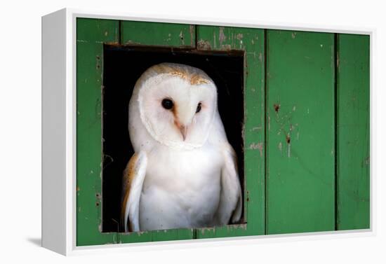 Common barn owl (Tyto alba) sitting in barn door, Yorkshire, England-Karen Deakin-Framed Premier Image Canvas