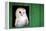 Common barn owl (Tyto alba) sitting in barn door, Yorkshire, England-Karen Deakin-Framed Premier Image Canvas