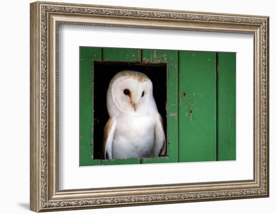 Common barn owl (Tyto alba) sitting in barn door, Yorkshire, England-Karen Deakin-Framed Photographic Print