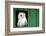 Common barn owl (Tyto alba) sitting in barn door, Yorkshire, England-Karen Deakin-Framed Photographic Print