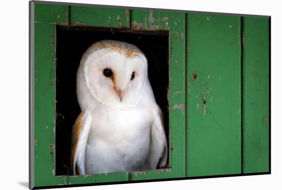 Common barn owl (Tyto alba) sitting in barn door, Yorkshire, England-Karen Deakin-Mounted Photographic Print