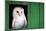 Common barn owl (Tyto alba) sitting in barn door, Yorkshire, England-Karen Deakin-Mounted Photographic Print