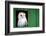 Common barn owl (Tyto alba) sitting in barn door, Yorkshire, England-Karen Deakin-Framed Photographic Print