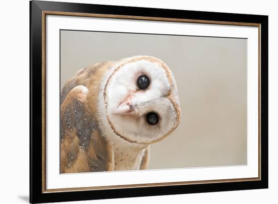 Common Barn Owl ( Tyto Albahead ) Head close Up-Anan Kaewkhammul-Framed Photographic Print