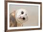 Common Barn Owl ( Tyto Albahead ) Head close Up-Anan Kaewkhammul-Framed Photographic Print