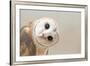 Common Barn Owl ( Tyto Albahead ) Head close Up-Anan Kaewkhammul-Framed Photographic Print