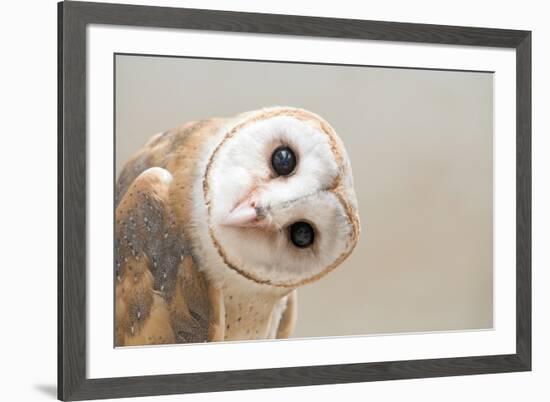 Common Barn Owl ( Tyto Albahead ) Head close Up-Anan Kaewkhammul-Framed Photographic Print