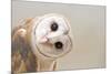 Common Barn Owl ( Tyto Albahead ) Head close Up-Anan Kaewkhammul-Mounted Photographic Print