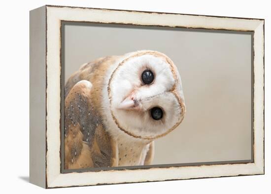 Common Barn Owl ( Tyto Albahead ) Head close Up-Anan Kaewkhammul-Framed Premier Image Canvas