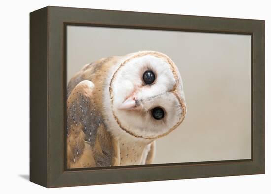 Common Barn Owl ( Tyto Albahead ) Head close Up-Anan Kaewkhammul-Framed Premier Image Canvas