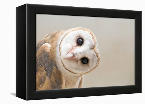 Common Barn Owl ( Tyto Albahead ) Head close Up-Anan Kaewkhammul-Framed Premier Image Canvas