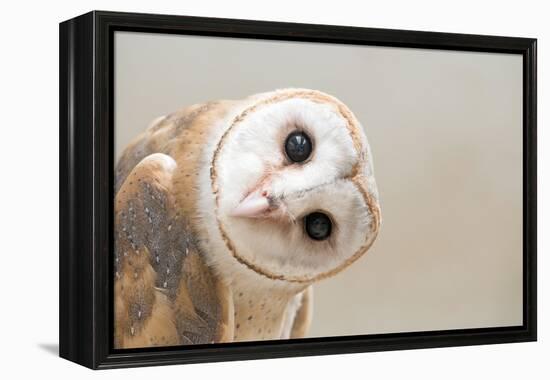 Common Barn Owl ( Tyto Albahead ) Head close Up-Anan Kaewkhammul-Framed Premier Image Canvas