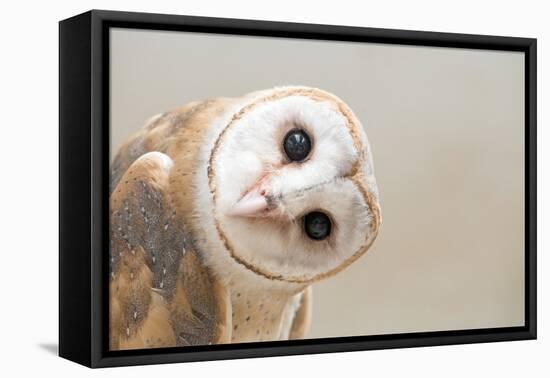 Common Barn Owl ( Tyto Albahead ) Head close Up-Anan Kaewkhammul-Framed Premier Image Canvas