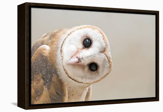 Common Barn Owl ( Tyto Albahead ) Head close Up-Anan Kaewkhammul-Framed Premier Image Canvas