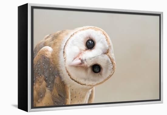 Common Barn Owl ( Tyto Albahead ) Head close Up-Anan Kaewkhammul-Framed Premier Image Canvas