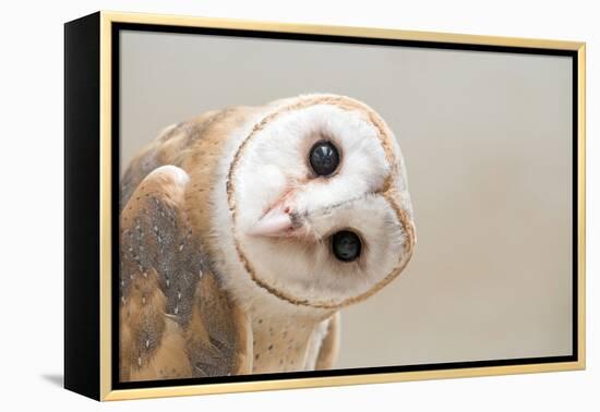 Common Barn Owl ( Tyto Albahead ) Head close Up-Anan Kaewkhammul-Framed Premier Image Canvas