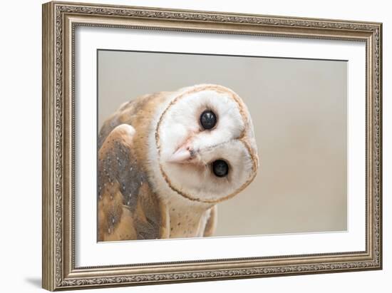 Common Barn Owl ( Tyto Albahead ) Head close Up-Anan Kaewkhammul-Framed Photographic Print