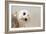 Common Barn Owl ( Tyto Albahead ) Head close Up-Anan Kaewkhammul-Framed Photographic Print